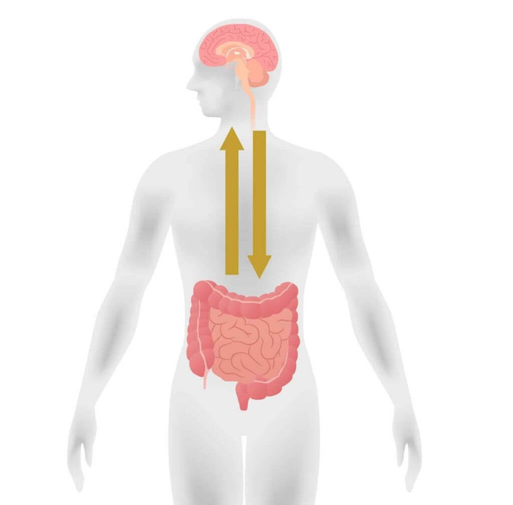 Cognitive function and the microbiota blog - ProVen Probiotics