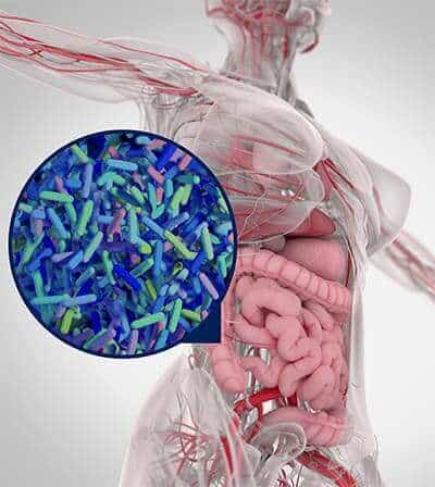 Microbial Colonisation of the Gut - ProVen Probiotics