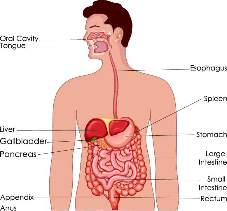 Cigarette smoking and gut health diagram showing the areas affected on your body