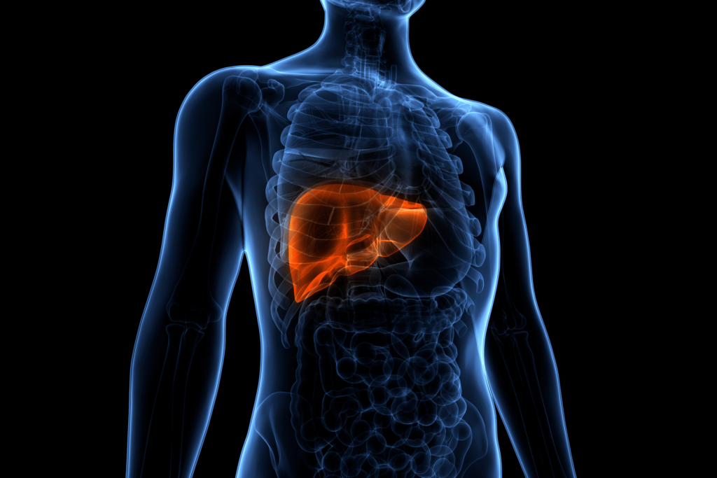 Body with liver highlighted