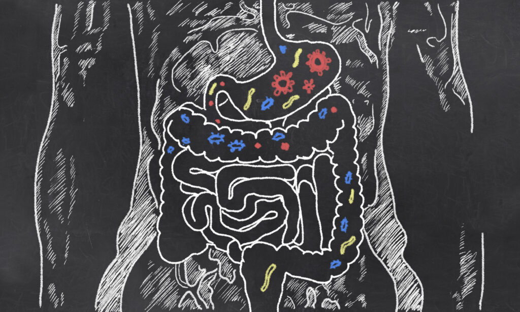 Both prebiotics and probiotics populate your gut.